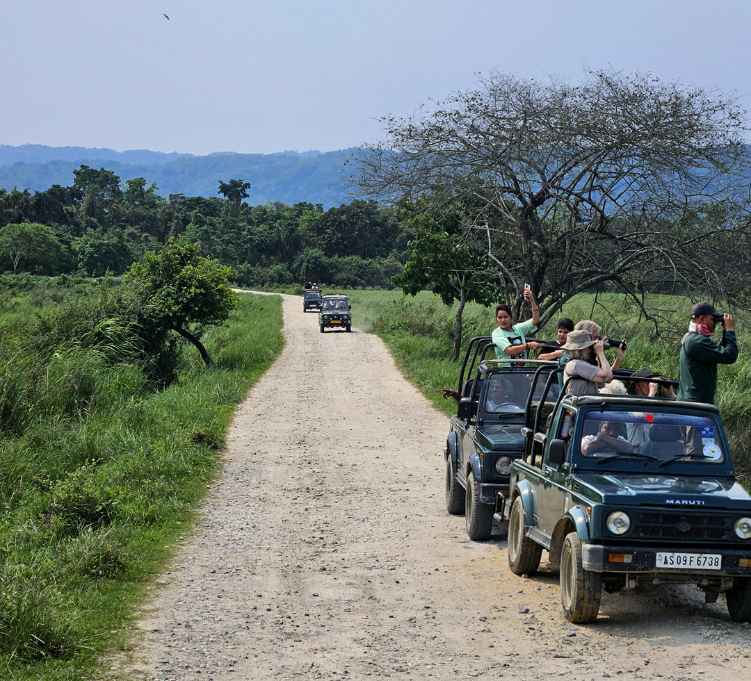 Manas Jungle Safari